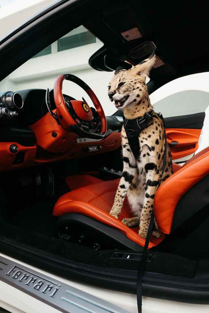 cat sitting inside a car