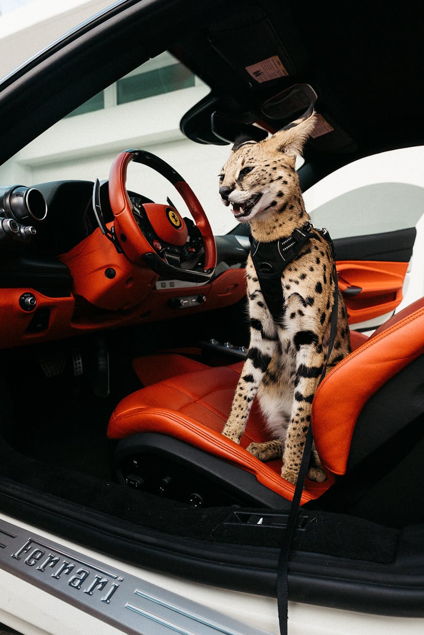 cat sitting inside a car