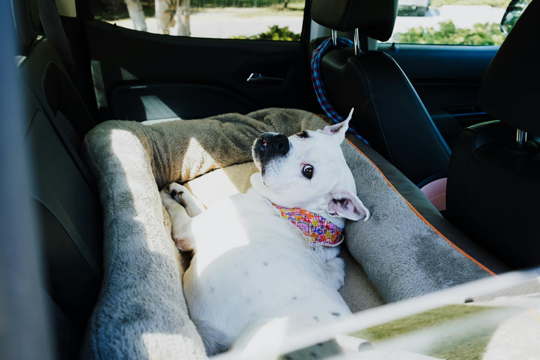 white dog relaxing in car backseat with bed