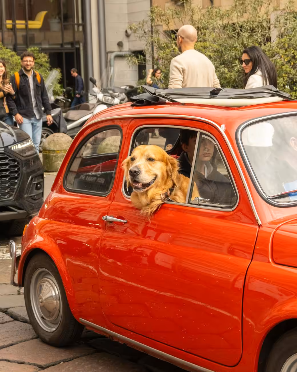 cheerful golden retriever in classic red car