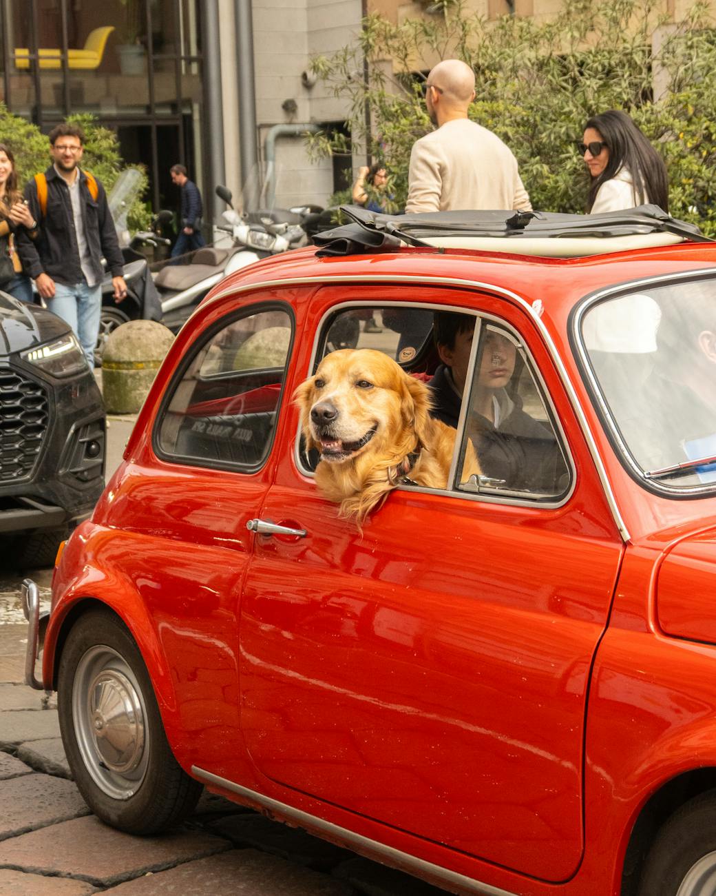 cheerful golden retriever in classic red car